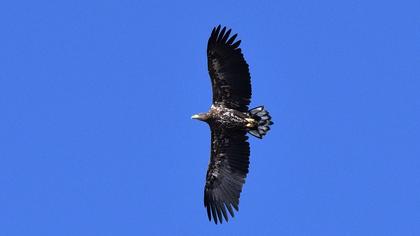 White-tailed Eagle