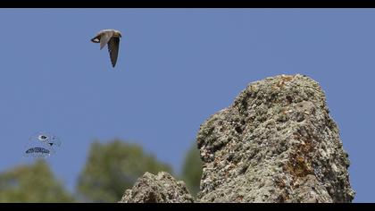 Eurasian Crag Martin