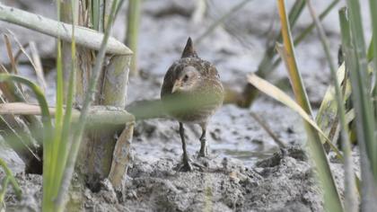 Spotted Crake