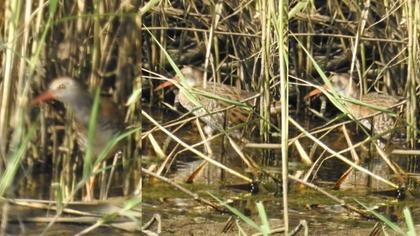 Water Rail
