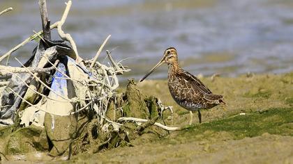 Common Snipe