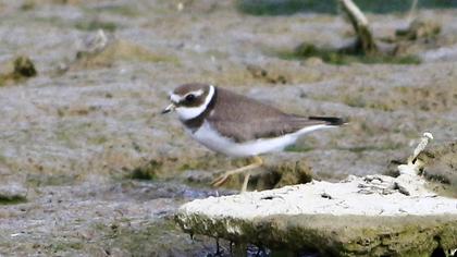 Common Ringed Plover