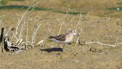 Little Stint