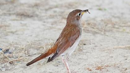 Common Nightingale