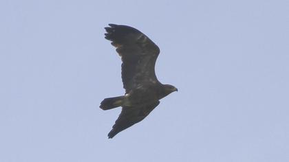 Lesser Spotted Eagle