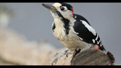 Syrian Woodpecker