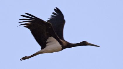 Black Stork