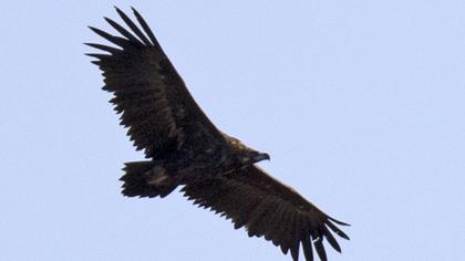 Cinereous Vulture