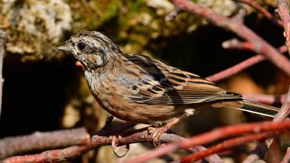 Rock Bunting