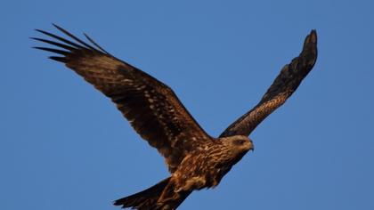Black Kite