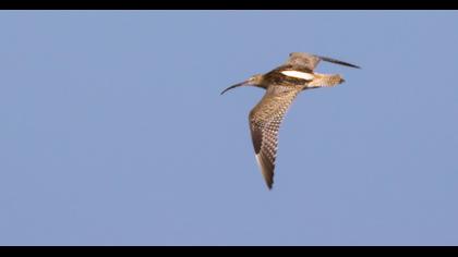 Eurasian Curlew