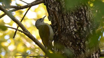 Küçük yeşil ağaçkakan