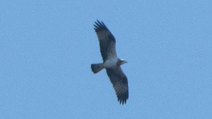 Western Osprey