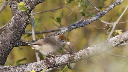 Eurasian Blackcap