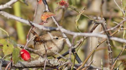 Eurasian Wren