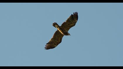 Küçük orman kartalı