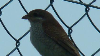 Red-backed Shrike