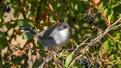 Sardinian Warbler