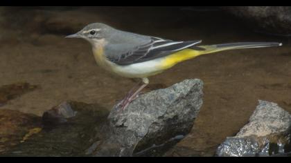 Grey Wagtail