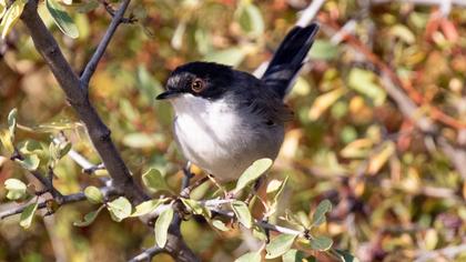 Sardinian Warbler