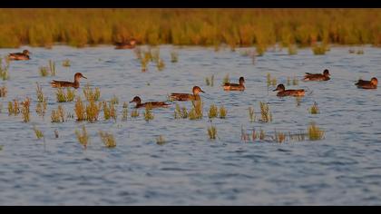 Eurasian Teal