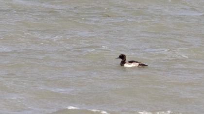 Tufted Duck