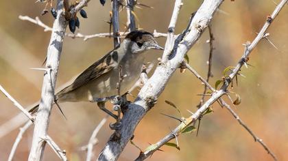Eurasian Blackcap