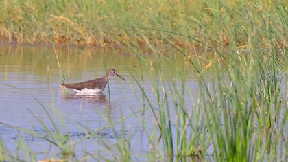 Green Sandpiper
