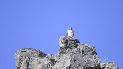 Peregrine Falcon