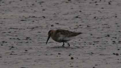 Dunlin