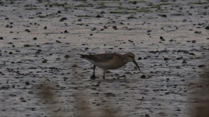 Curlew Sandpiper