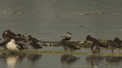 Whiskered Tern