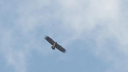 Greater Spotted Eagle