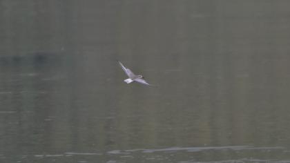 Little Gull