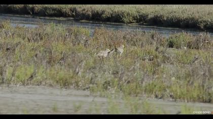 Eurasian Stone-curlew