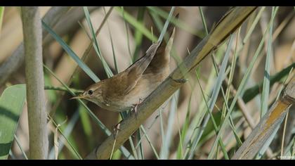 Savi`s Warbler