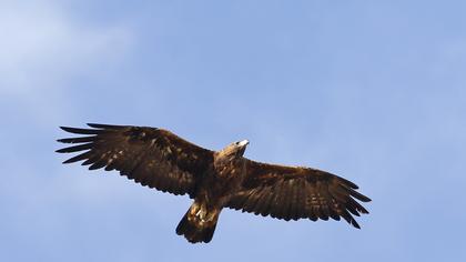 Golden Eagle
