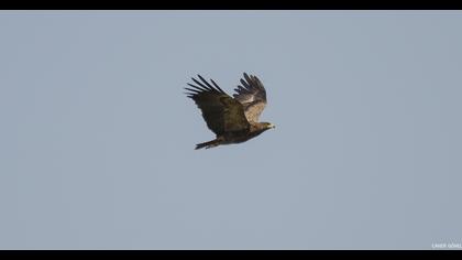 Lesser Spotted Eagle