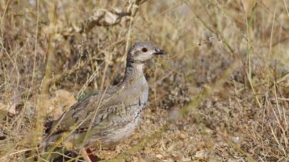 Chukar Partridge