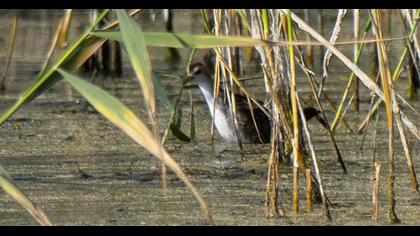 Spotted Crake