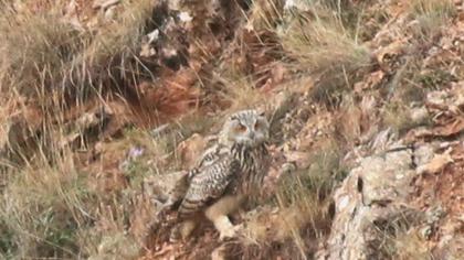 Eurasian Eagle-Owl