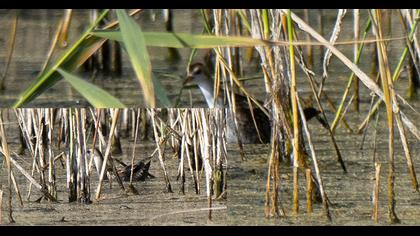 Spotted Crake