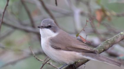 Lesser Whitethroat