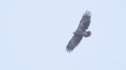 Lesser Spotted Eagle