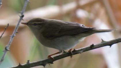 Willow Warbler