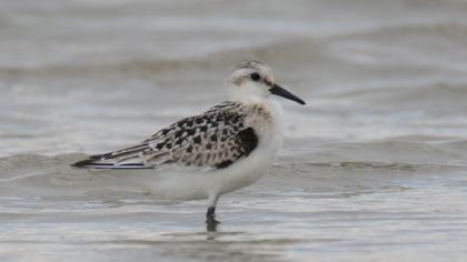 Sanderling