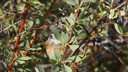 Common Redstart