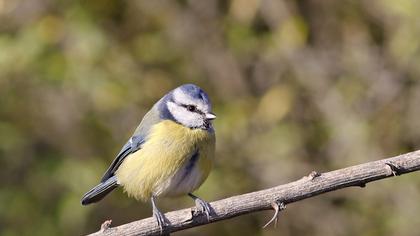 Eurasian Blue Tit