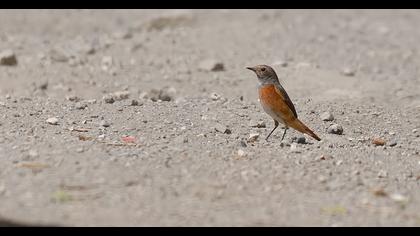 Common Redstart