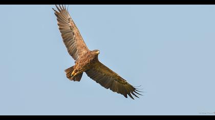 Lesser Spotted Eagle